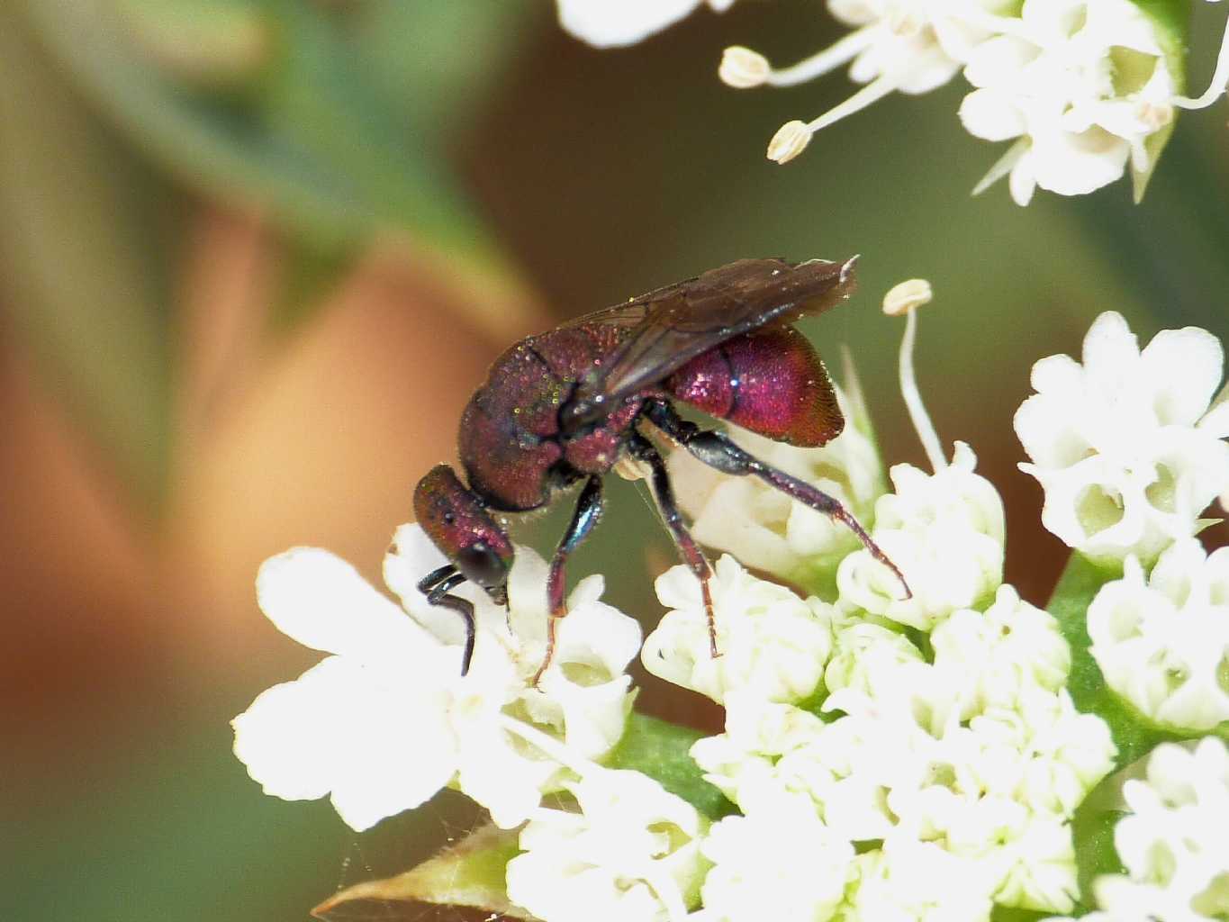 Piccolo Chrysididae rossastro: Hedychrum rufipes